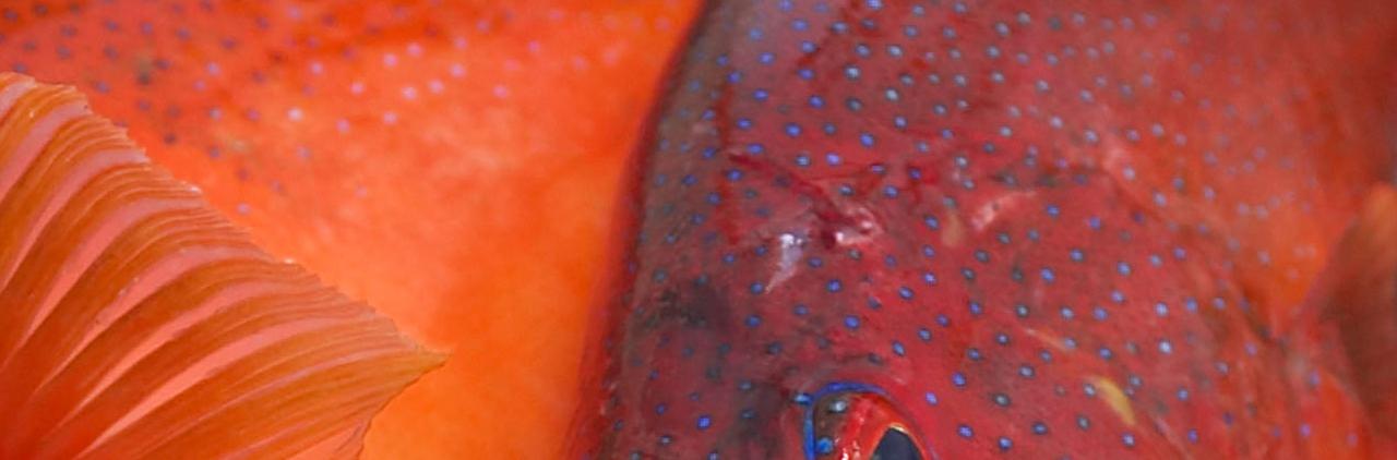 Close up of red reef fish scales