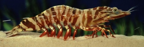 tiger prawn