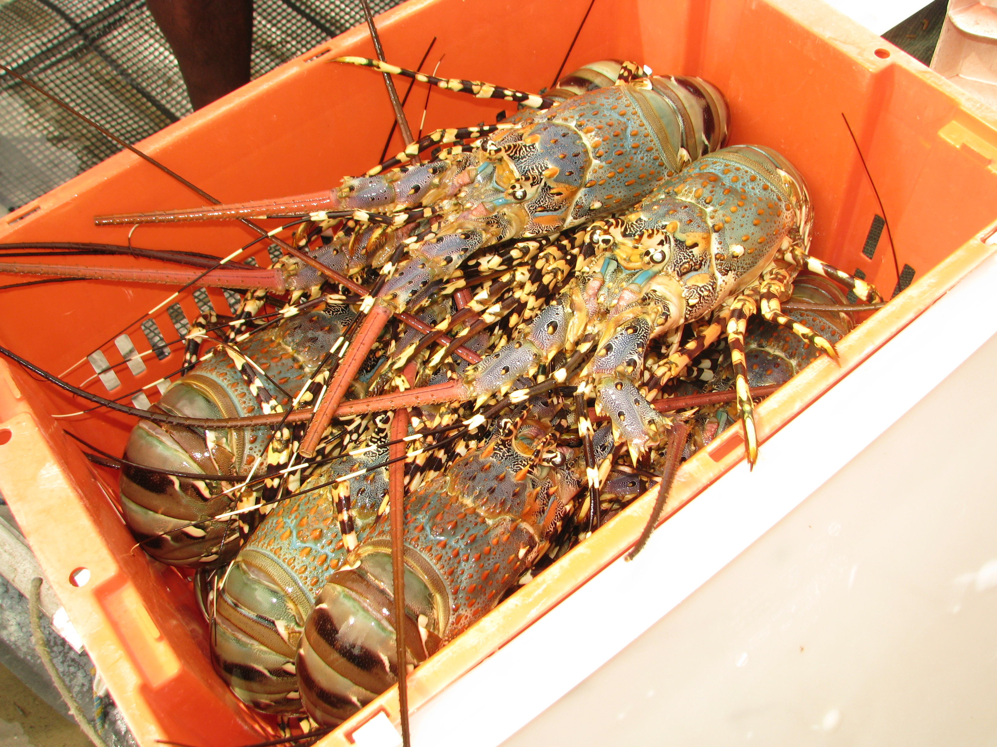 tropical rock lobsters in a box