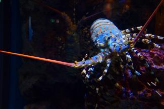 tropical rock lobster