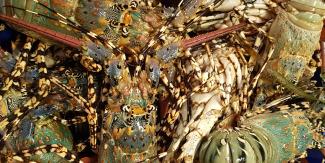 Closeup of a bucket full of tropical rock lobsters